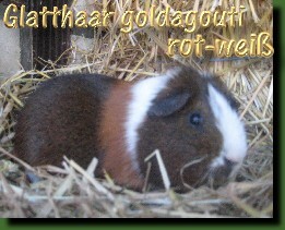 1.0 Glatthaar goldagouti rot wei�